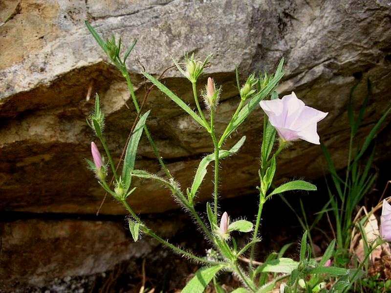 Convolvulus cantabrica / Vilucchio bicchierino